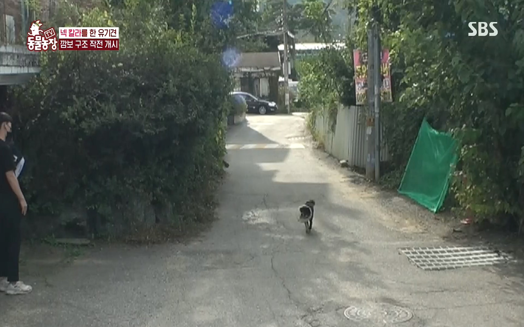 TV 동물농장.E1089.221002p.H264-F1RST.mp4_20221002_181935.420.jpg