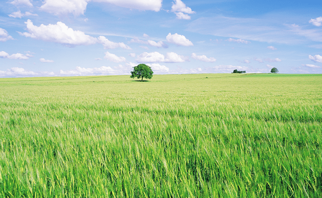 보리싹 싹의 7가지 효능과 부작용 31