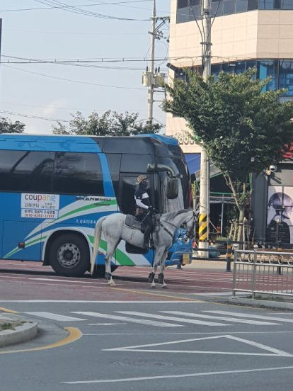  횡단보도에 백마 서 있는 거 본 사람?