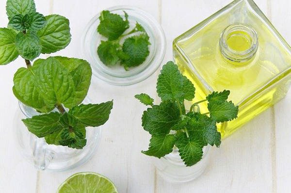  반려묘에게 안전한 "패출리 (Patchouli) 오일" 활용법