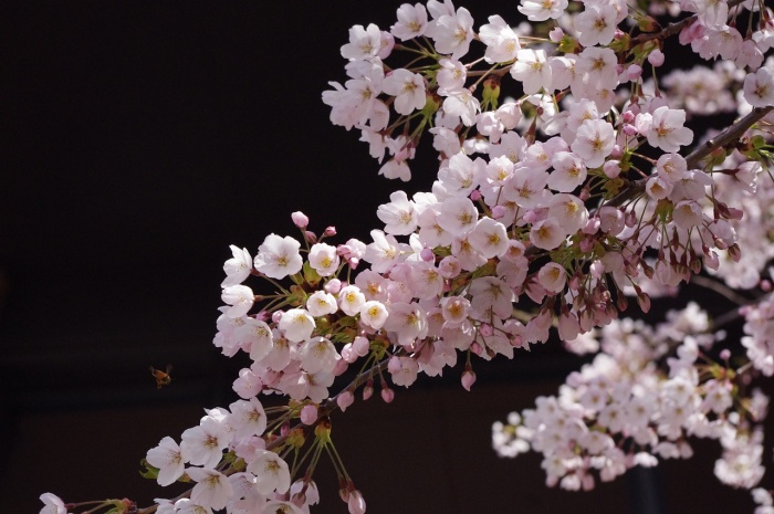 하얀 벚꽃이 핀 사진