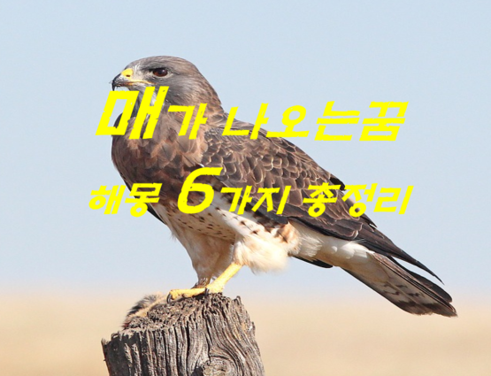  매꿈 해몽 6가지 총정리
