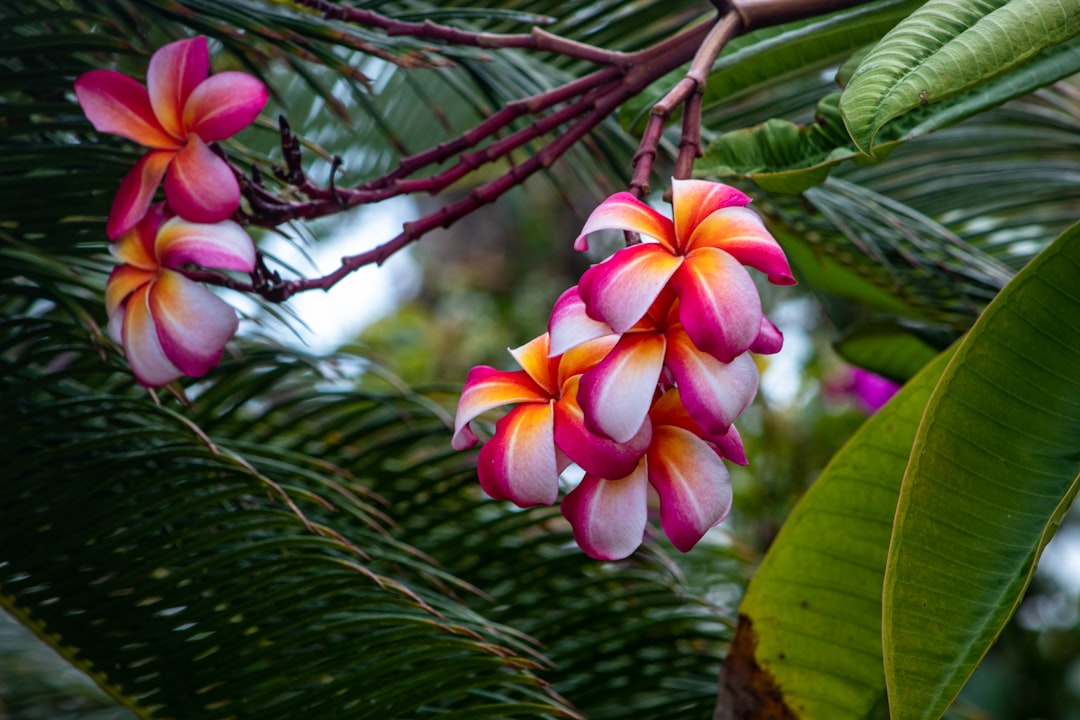 Plumeria