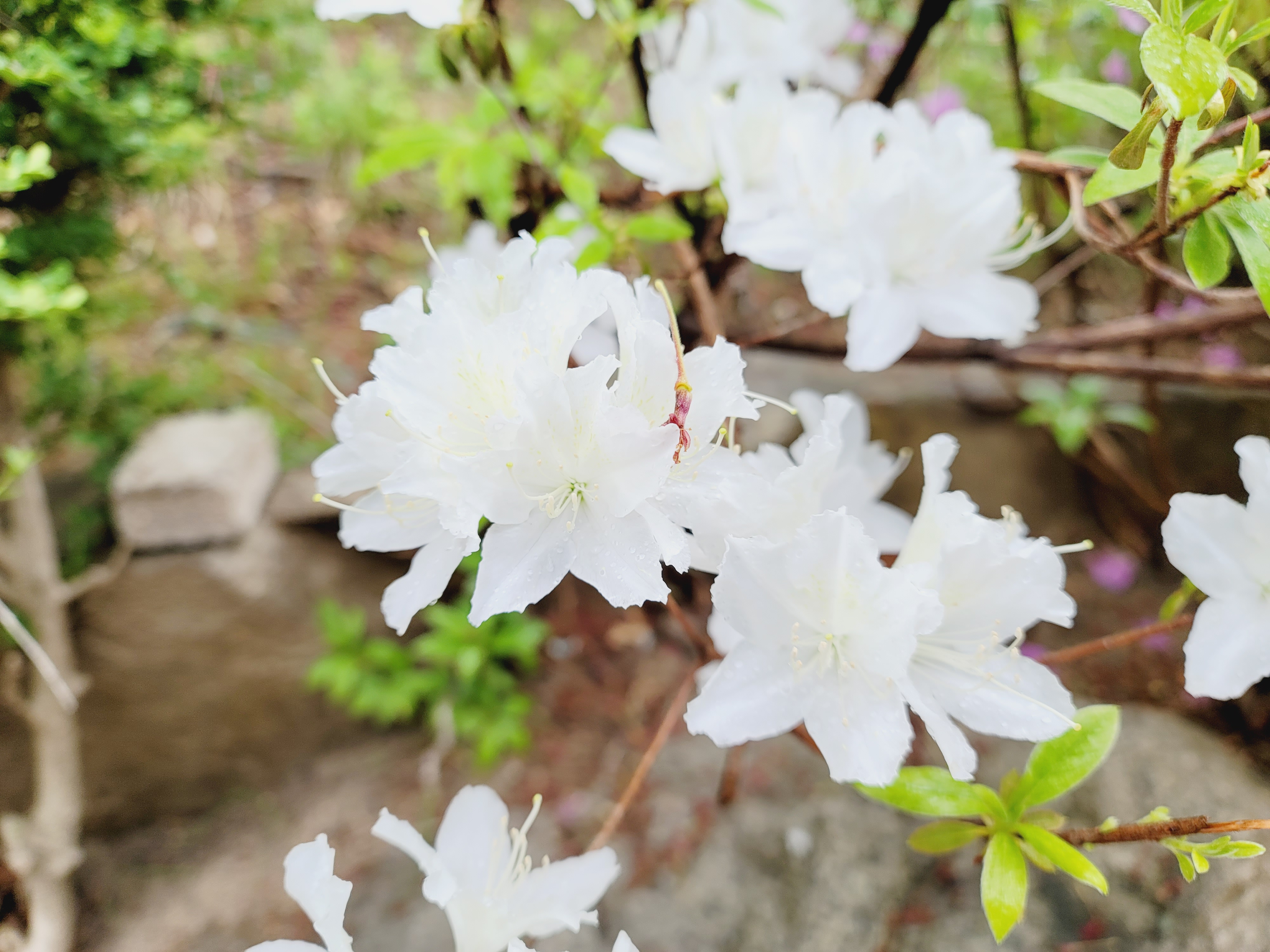 산철쭉 화단접대 53