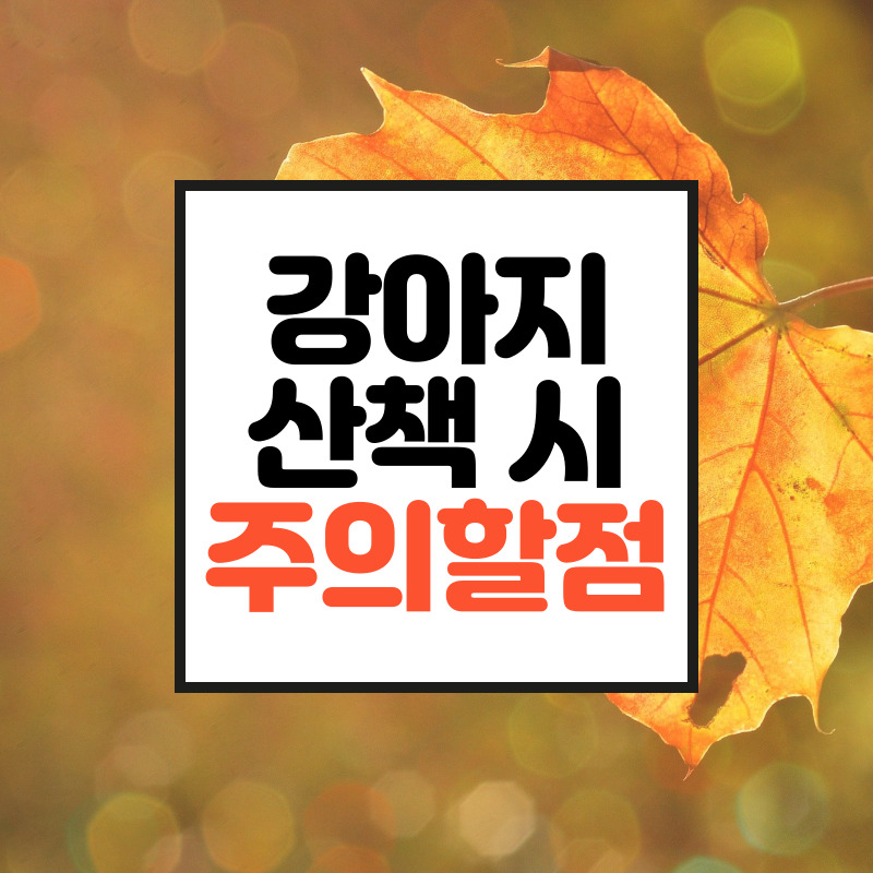  강아지 가을철 산책시 은행조심