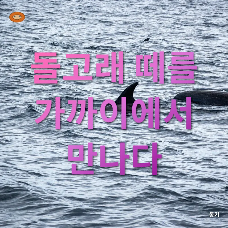 돌고래 관찰 투어_1
