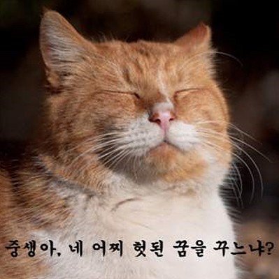 생각하는 고양이