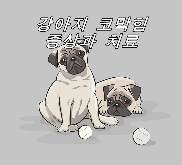  개가 코막힘으로 괴로울 것 같아  지금 당장 병원에 가야하는 그 원인과 치료법이란?
