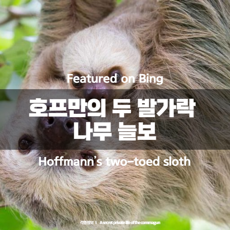  Featured on Bing - 호프만의 두 발가락 나무 늘보 Hoffmann’s two-toed sloth