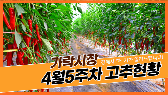  "경매사 따~거"가 알려드리는 가락시장 고추 경매이야기(4월5주차)