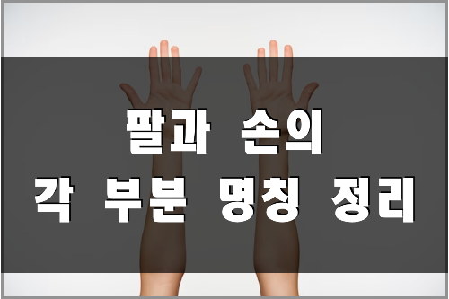  [신체부위 명칭] 팔과 손의 각 부분 명칭 (영어명칭 포함)