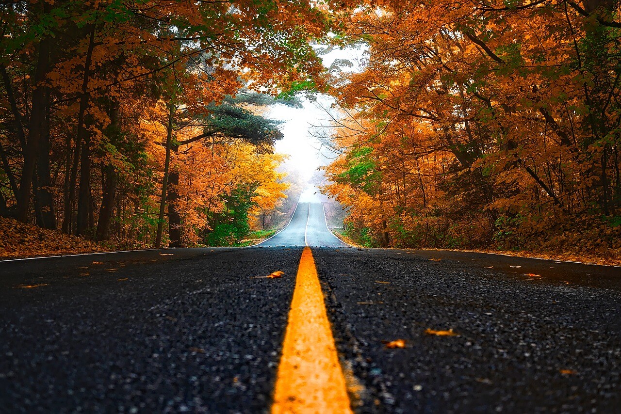 단풍