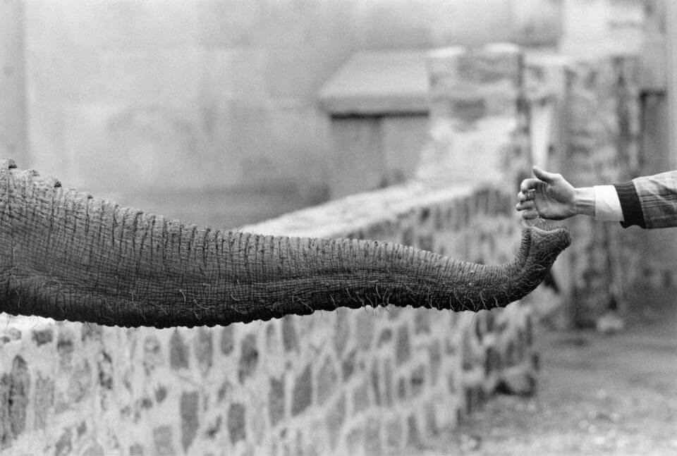게리-위노-그랜드의-코끼리와 사람의 손
