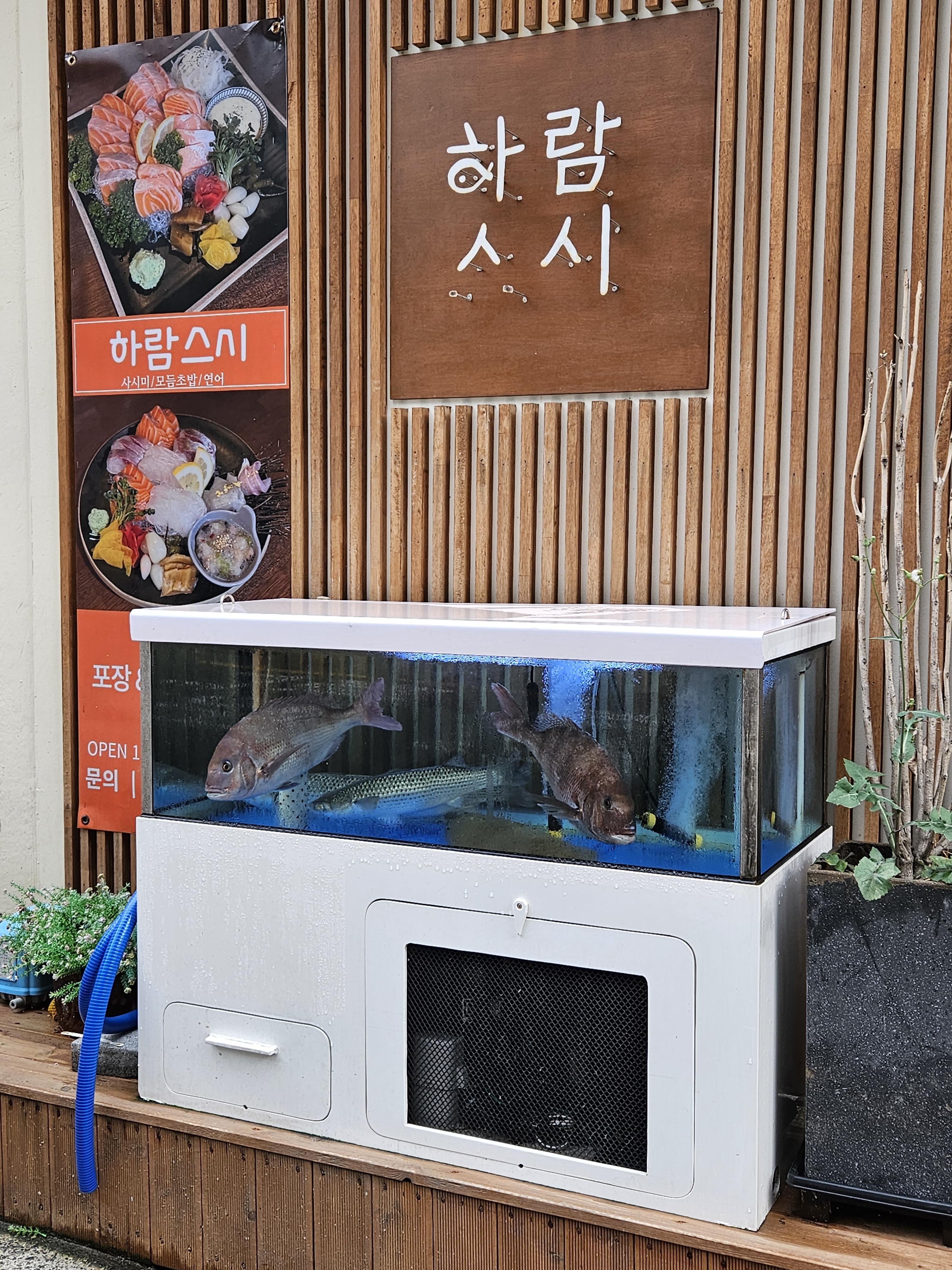 하람스시 이미지