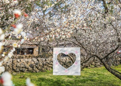 봄 매화꽃 축제 여행 정보