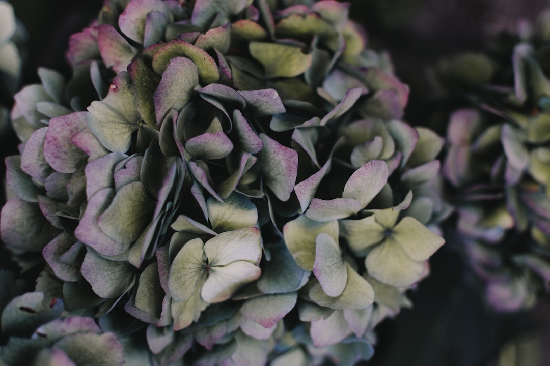 Hydrangea