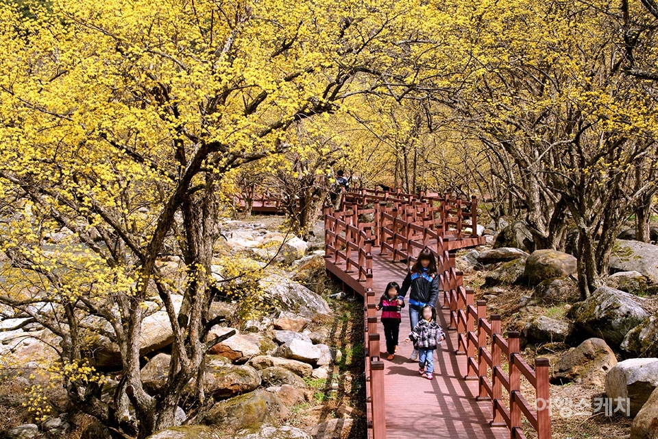 산수유꽃축제