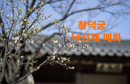 창덕궁 낙선재 매화
