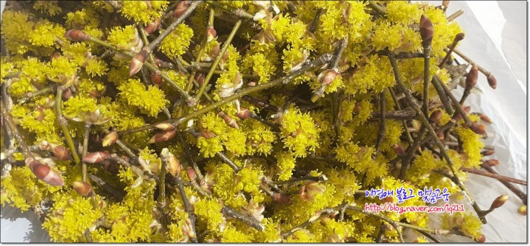 꽃차 효능의 생강나무 1