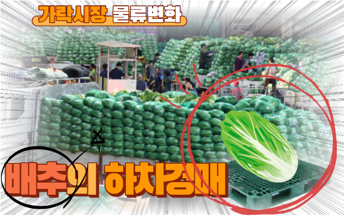  [가락시장 이야기] " 올 겨울부터 배추는 파렛트에 하차경매 됩니다! "
