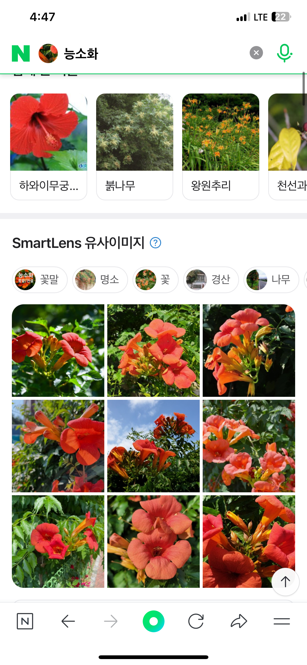 능소화 - 스마트렌즈를 통한 유사이미지로 보다 폭넓게 보기