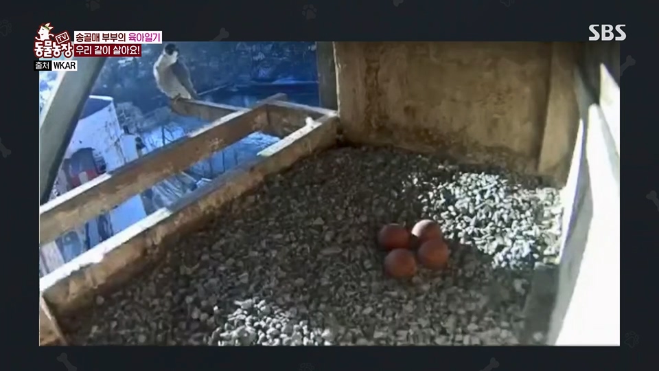TV 동물농장.E1125.230618p.H264-F1RST.mp4_20230618_192118.772.jpg