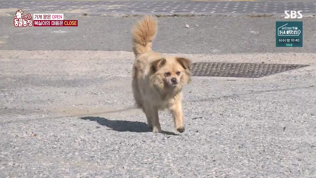 TV 동물농장.E1135.230828p-NEXT.mp4_20230827_180831.200.jpg