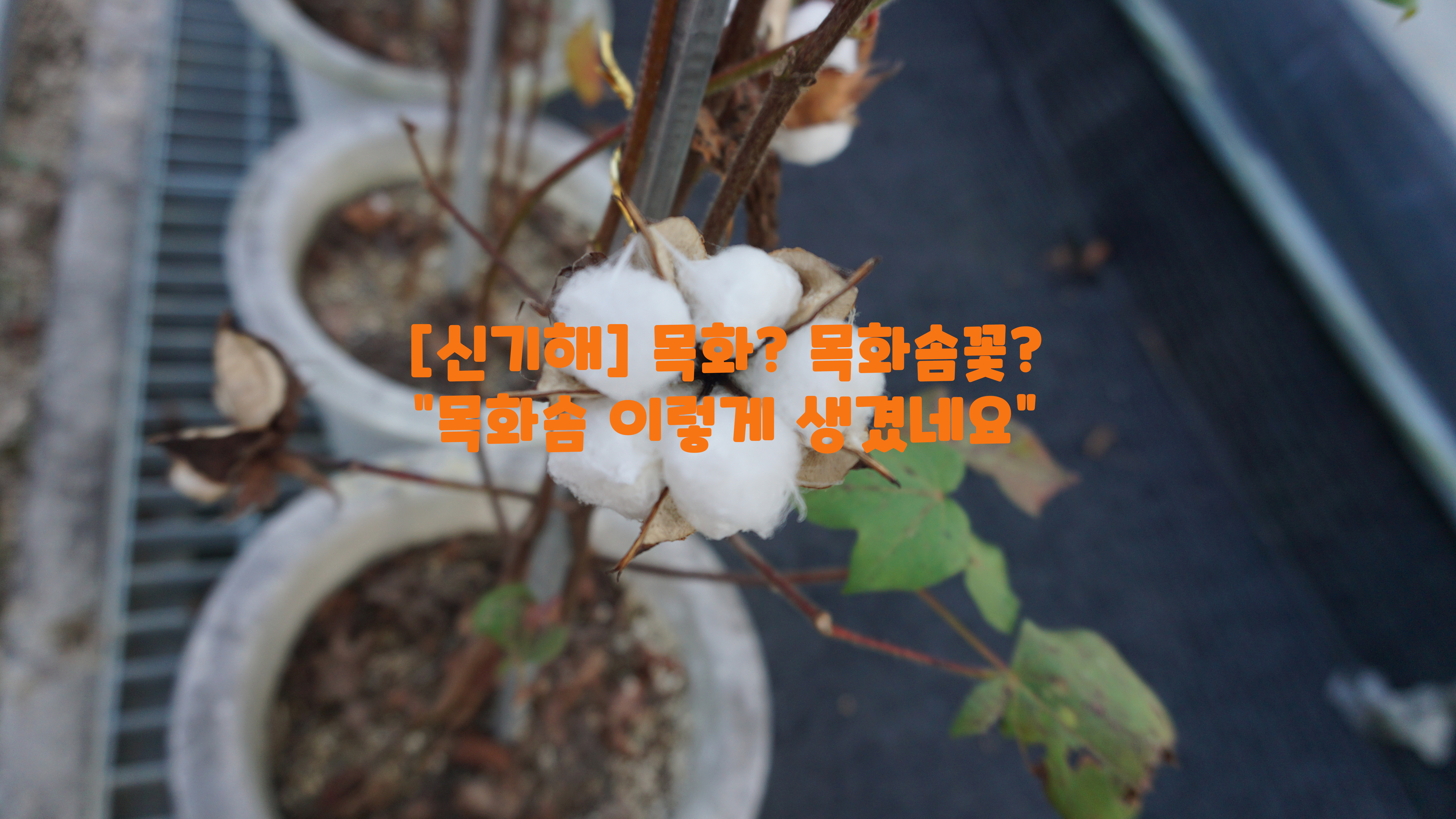  [신기해] 목화? 목화솜꽃?…"목화솜 이렇게 생겼네요"