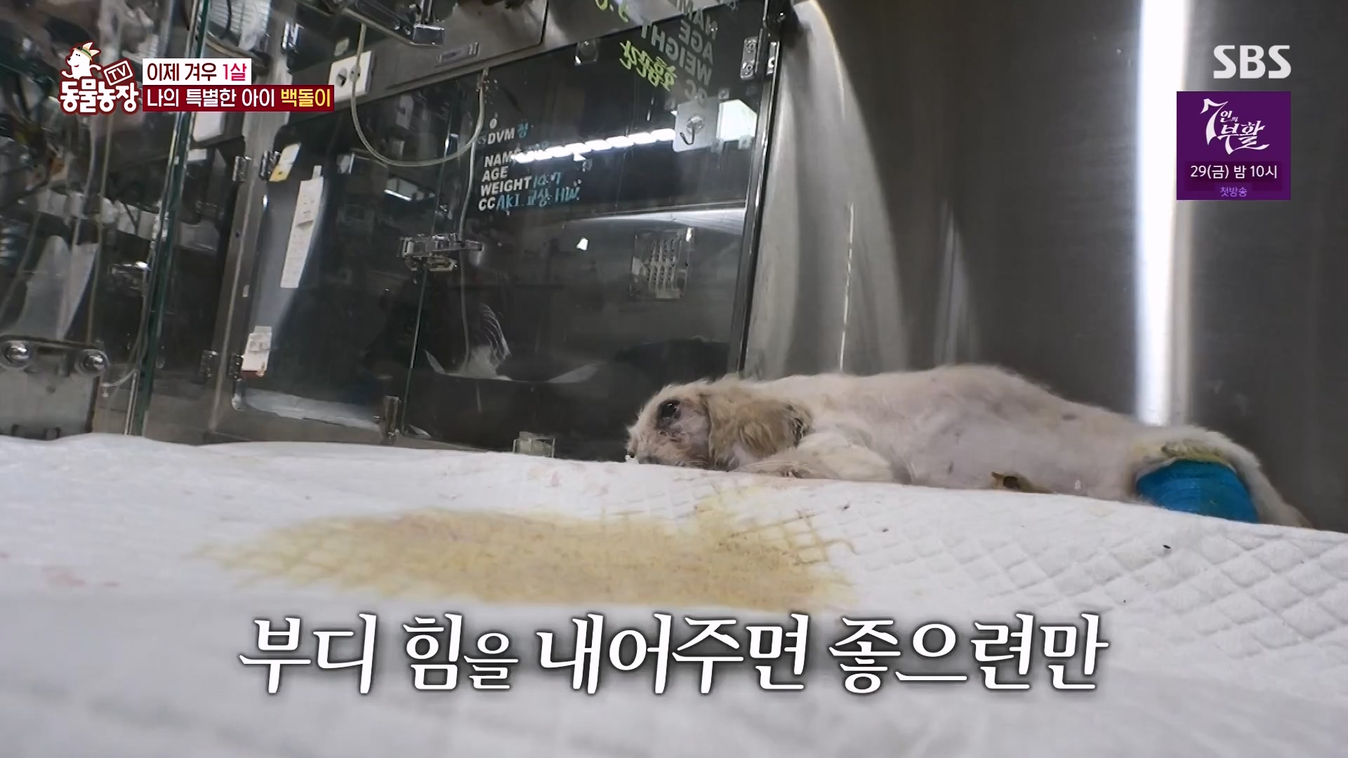 TV 동물농장.E1164.240324p-NEXT.mp4_20240324_172348.530.jpg