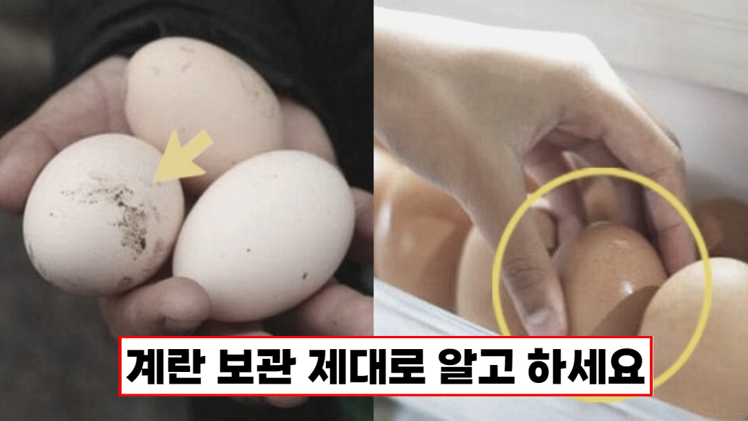 “한국인 99%가 모릅니다” 살림9단이 절대 하지 말라고 경고하는 계란 보관법