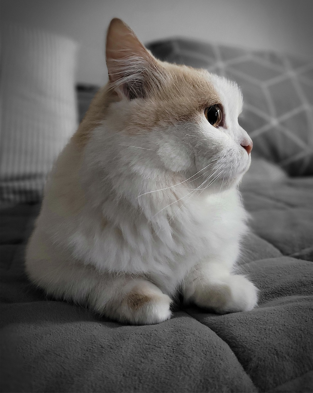  먼치킨 고양이: 독특한 아름다움과 매력의 조화