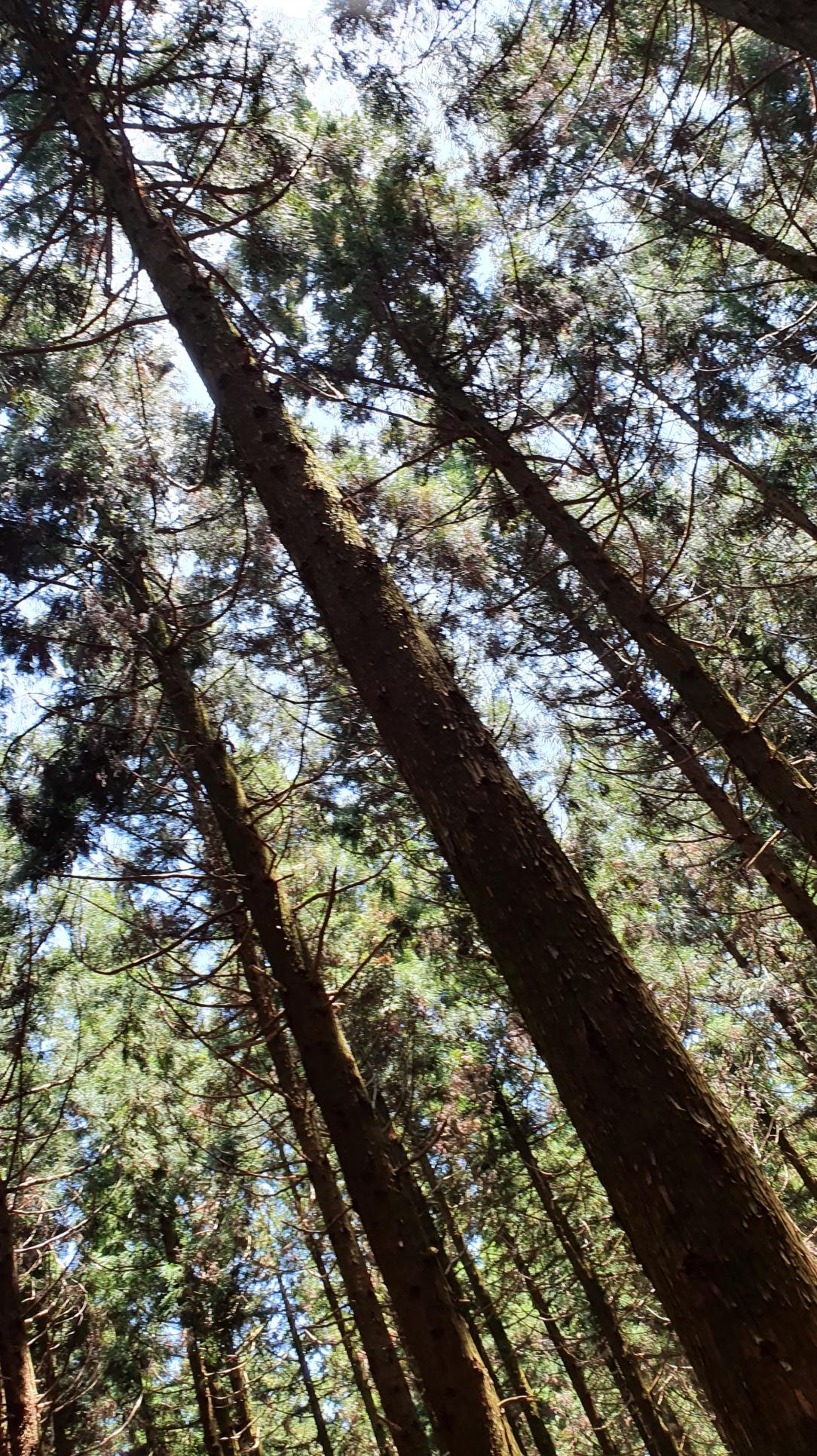 삼나무 숲