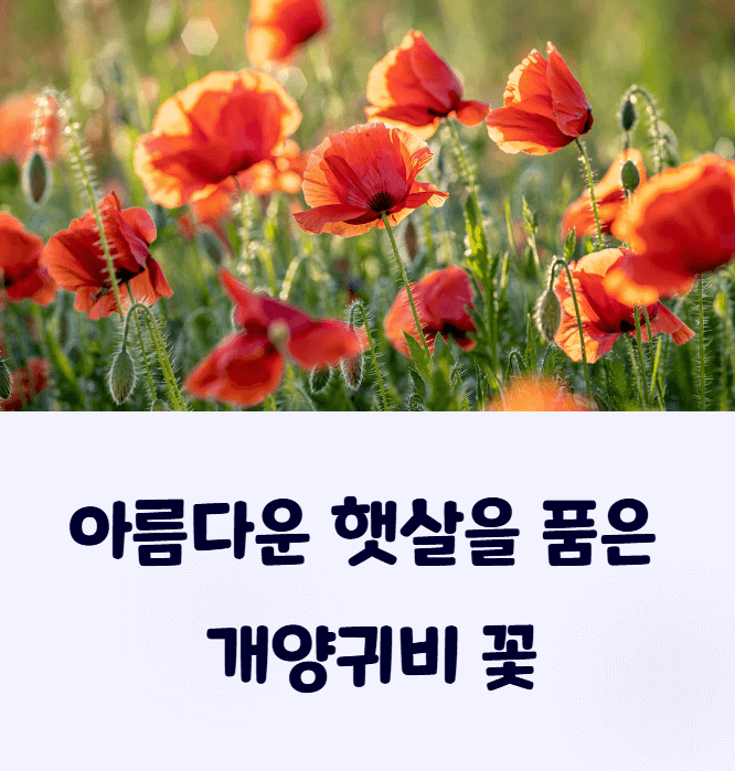 개양귀비