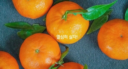 귤 비타민