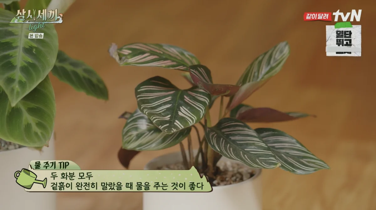 칼라데아 오나타