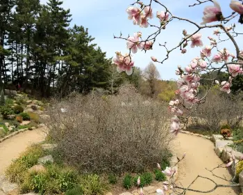 천리포수목원 목련 축제_5