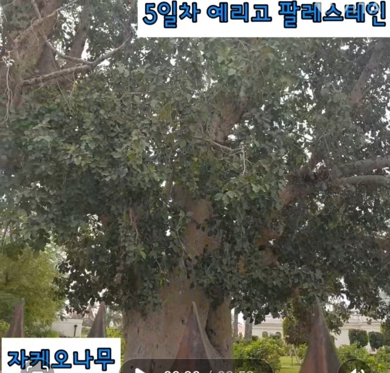 자케오 나무