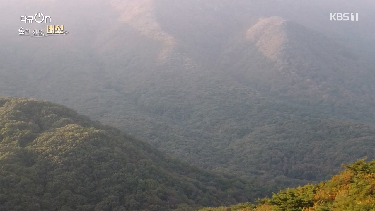 다큐 온.E227.231120p-NEXT.mp4_20231121_203704.904.jpg