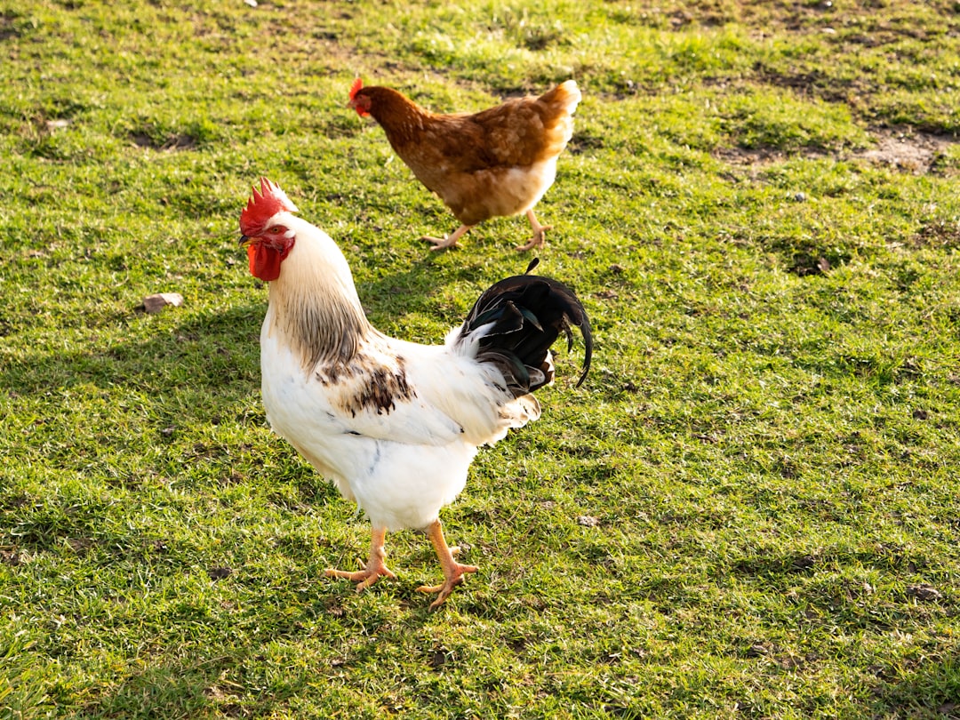 chicken