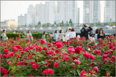 2025 중랑 서울장미축제 일정&amp;#44; 프로그램&amp;#44; 주차장&amp;#44; 교통 정보
