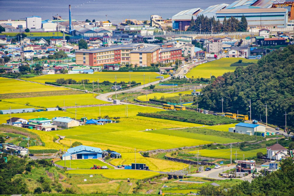 거제 오수마을 갈대밭 가을이 찾아온 10