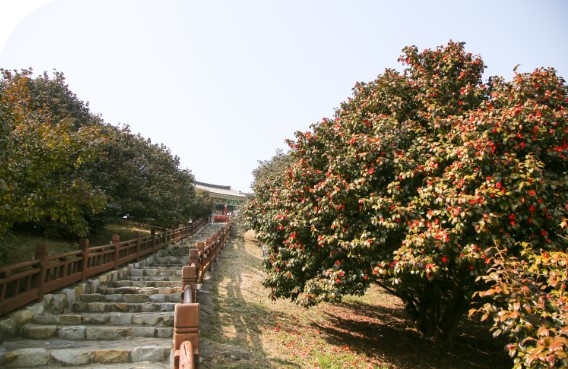서천 동백꽃 주꾸미 축제 기본정보 프로그램 주변관광지