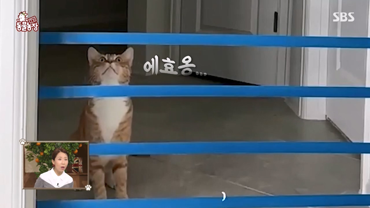 TV 동물농장.E1143.231030p-NEXT.mp4_20231029_161033.821.jpg