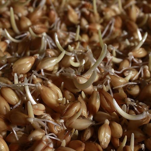 보리싹 싹의 7가지 효능과 부작용 33