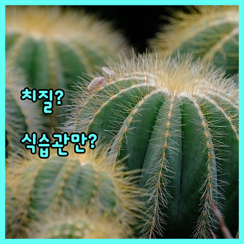 치질, 식습관만 바꿔도 괜찮을까? 핵