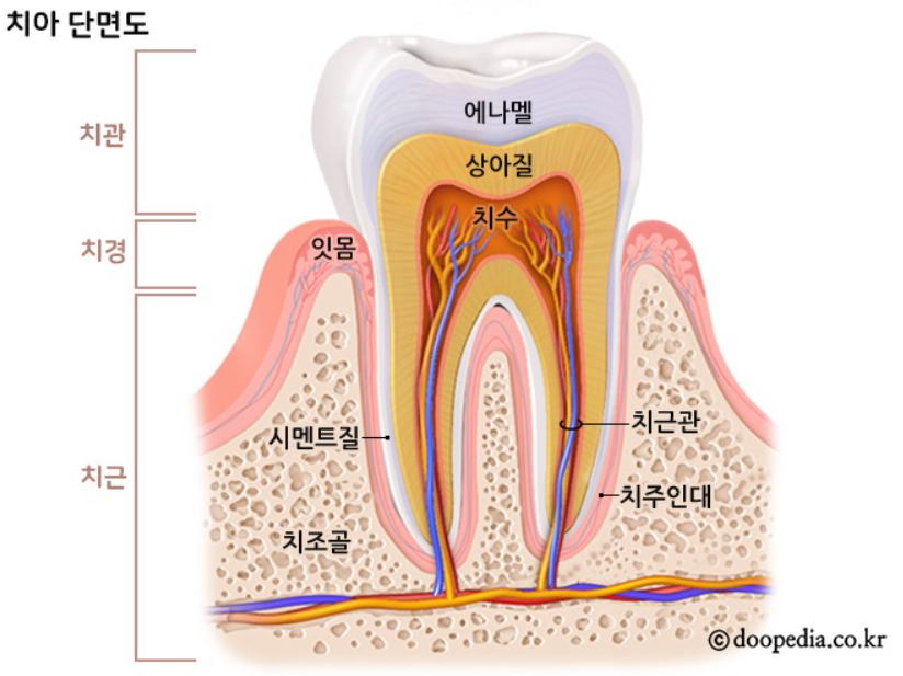 치아_단면도