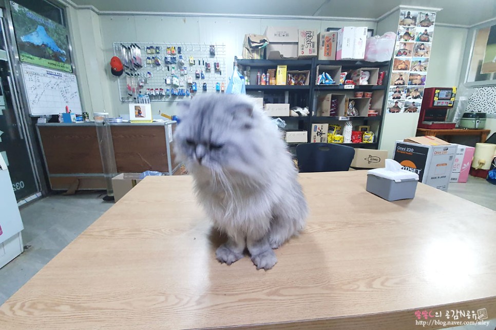 손맛느끼고 왔어요 강화도빙어축제 7