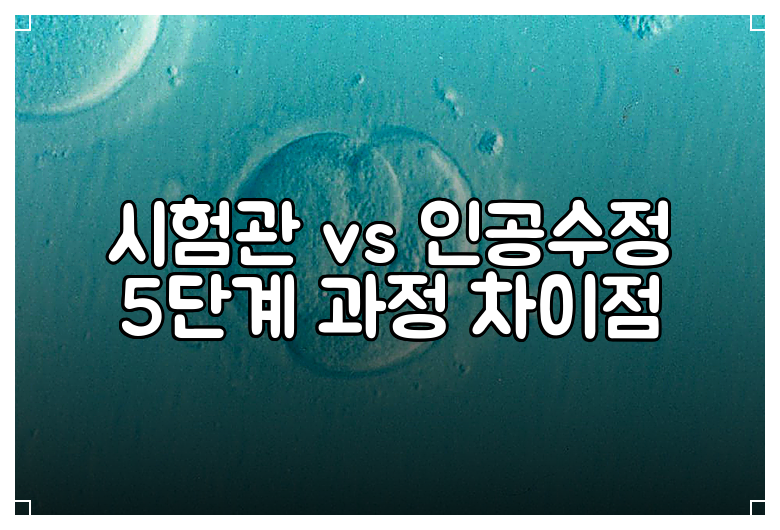 시험관 vs 인공수정 5단계 과정 차이점