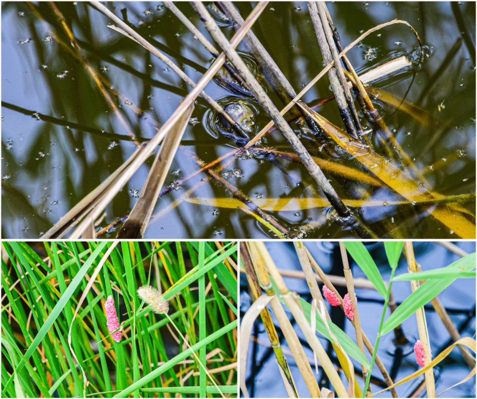 거제 오수마을 갈대밭 가을이 찾아온 3