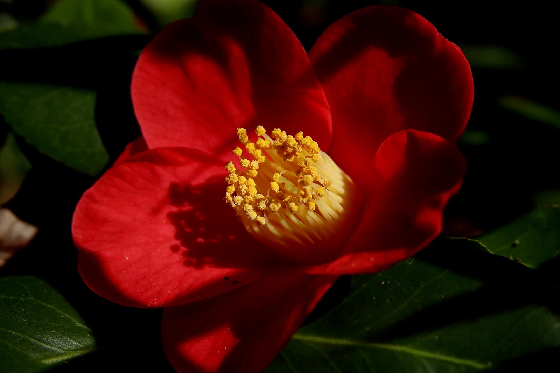 서천 동백꽃 주꾸미축제